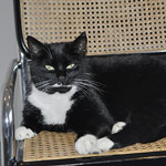 stecker-umzuege-kontakt-katze